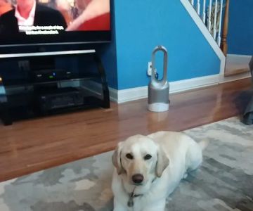 Mt Olive Veterinary Hospital