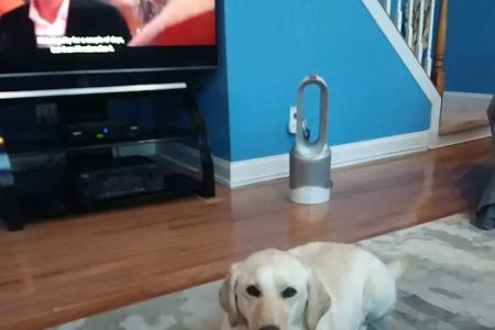 Mt Olive Veterinary Hospital