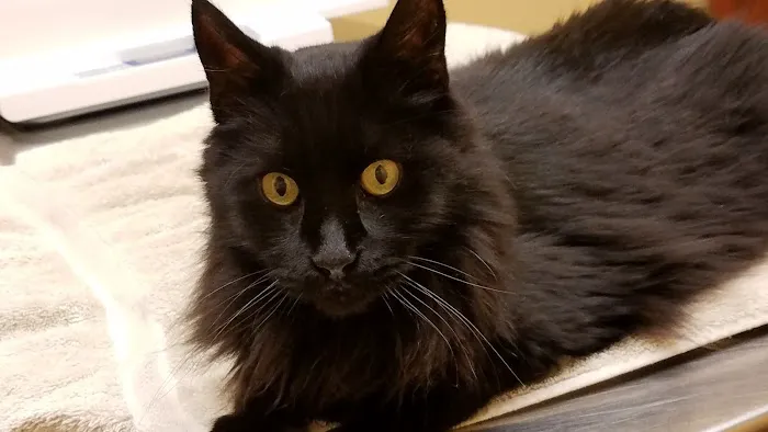 Mt Olive Veterinary Hospital 12