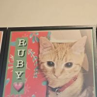 Belleville Animal Hospital ico