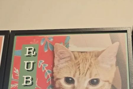 Belleville Animal Hospital
