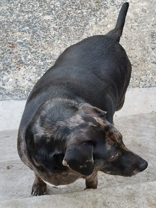 East Orange Animal Hospital 12