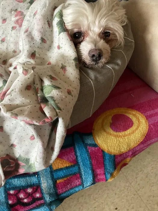 East Orange Animal Hospital 12