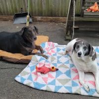 East Orange Animal Hospital ico