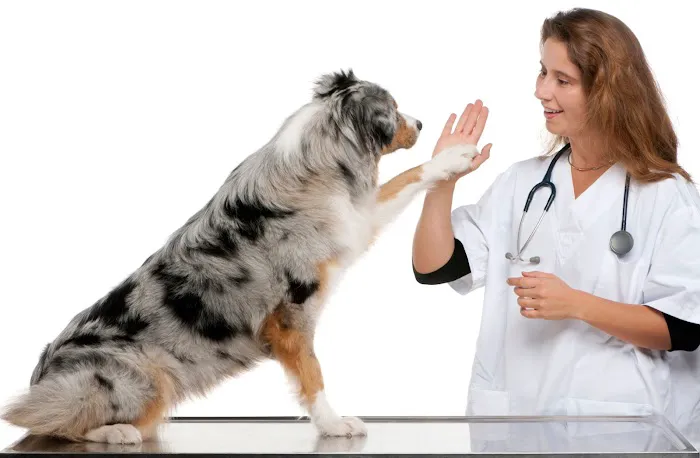 TLC Pet Doctor 12