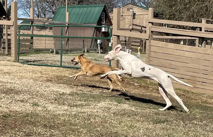 Advance Holistic Dog 12