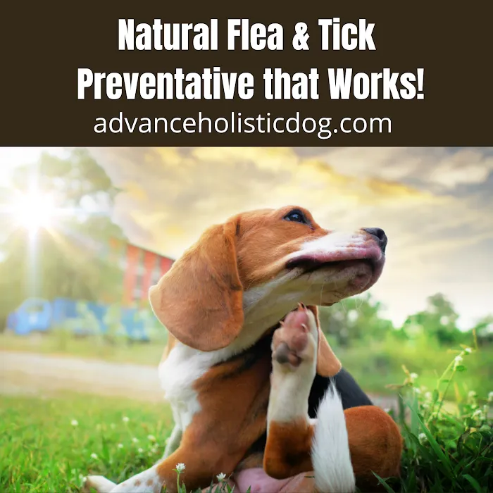 Advance Holistic Dog 12