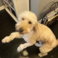 Animal Hospital ico
