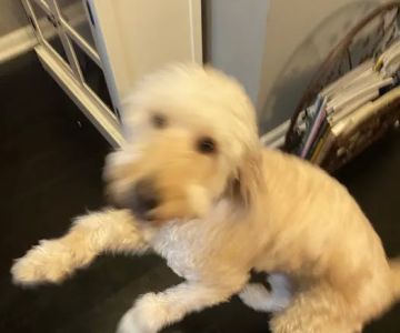 Animal Hospital