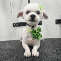 Nanuet Animal Hospital ico