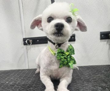 Nanuet Animal Hospital