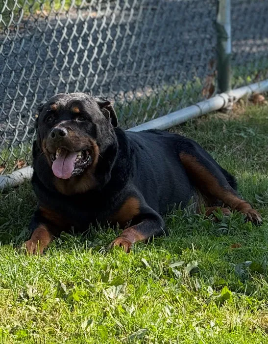 Nanuet Animal Hospital 4