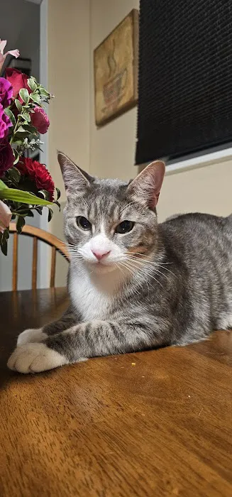 Nanuet Animal Hospital 5