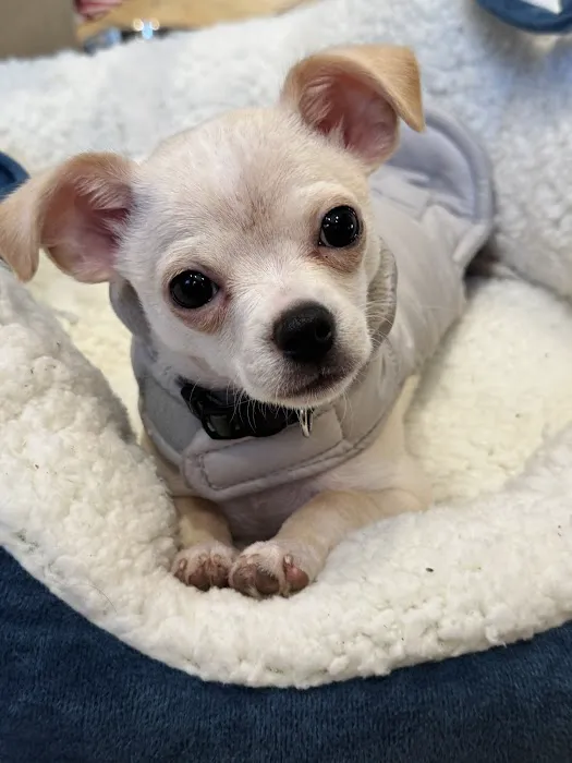 VEG ER for Pets 6