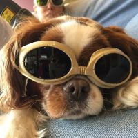 Monroe Animal Hospital ico