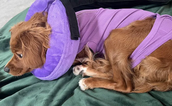 Monroe Animal Hospital 6