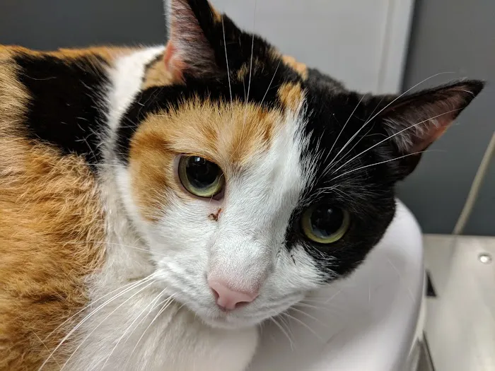 Monroe Animal Hospital 5