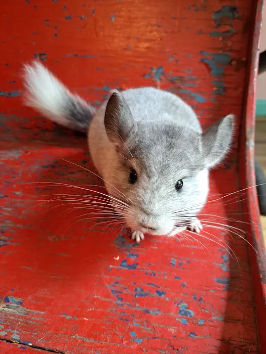 Sideshow chinchillas 12
