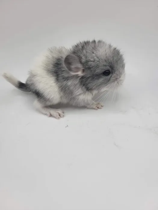Sideshow chinchillas 12