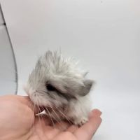 Sideshow chinchillas ico