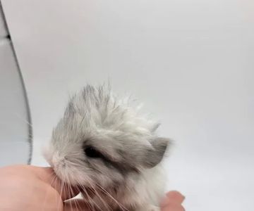 Sideshow chinchillas