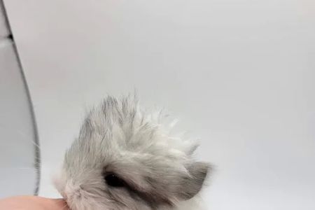 Sideshow chinchillas