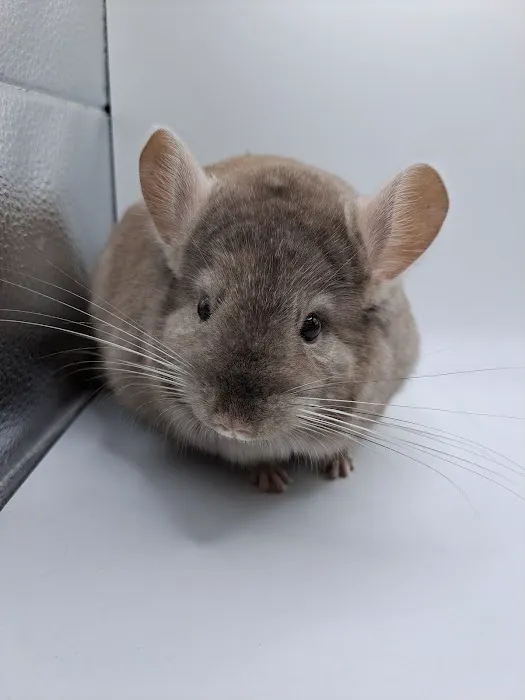 Sideshow chinchillas 12