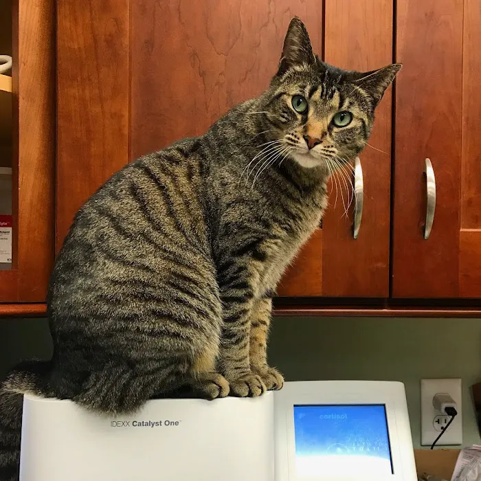 The Pets I Love Veterinary Hospital 10