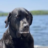 Goosepond Animal Hospital ico