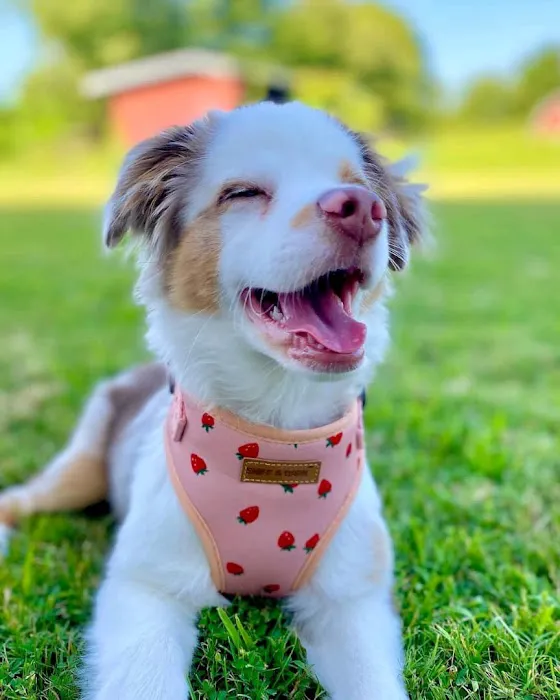 Wisconsin Adoptable 12