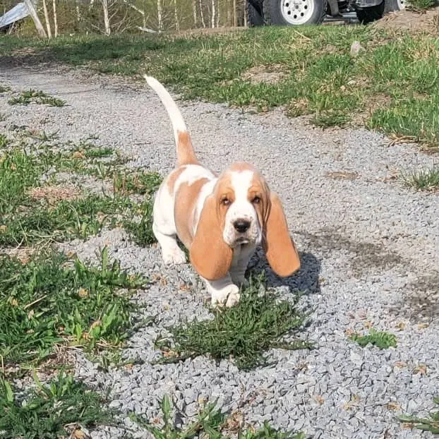 Wisconsin Adoptable 12