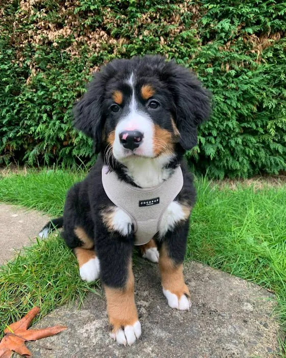 Wisconsin Adoptable 12