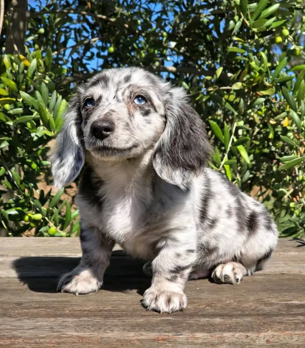 Wisconsin Adoptable 12