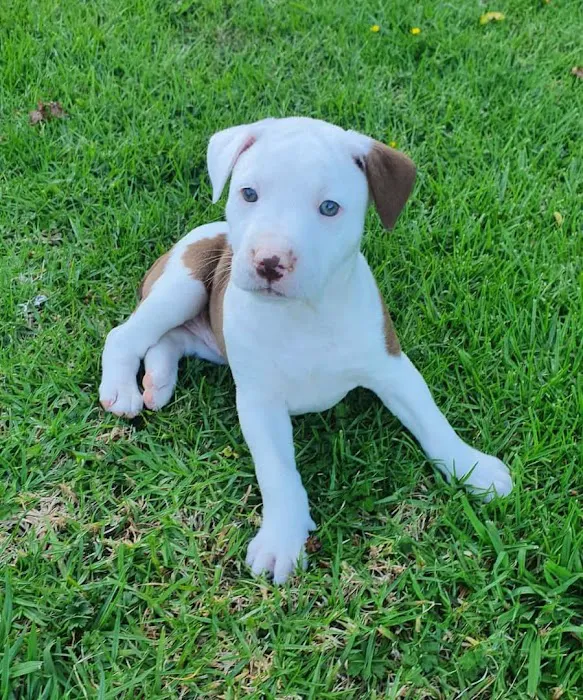 Wisconsin Adoptable 12