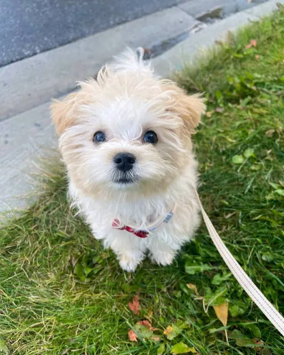 Wisconsin Adoptable 12