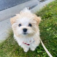 Wisconsin Adoptable ico