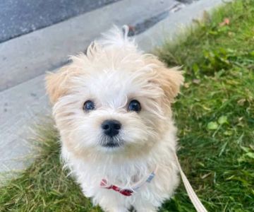 Wisconsin Adoptable