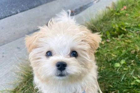 Wisconsin Adoptable
