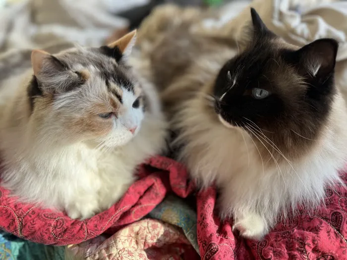 Rouletii Ragdolls 12