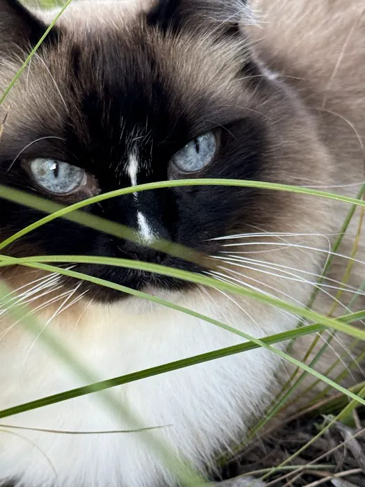 Rouletii Ragdolls 12