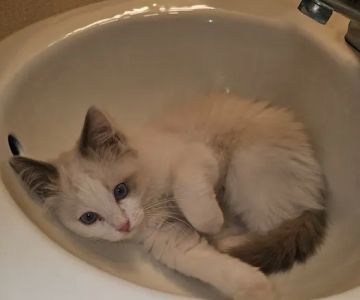 Rouletii Ragdolls