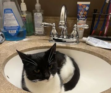 Goshen Animal Hospital