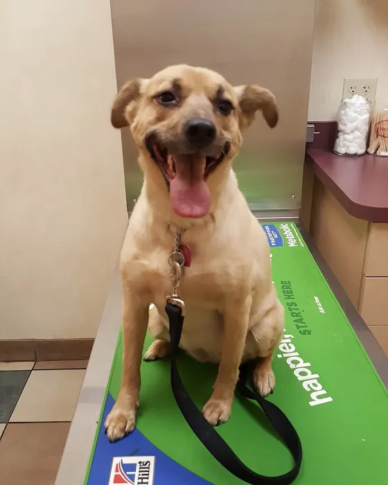 VCA Orange County Veterinary Hospital 2