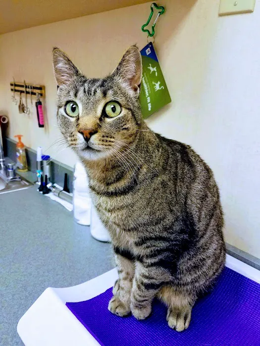 VCA Orange County Veterinary Hospital 1