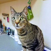 VCA Orange County Veterinary Hospital ico