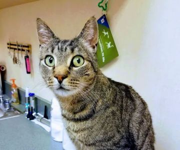 VCA Orange County Veterinary Hospital