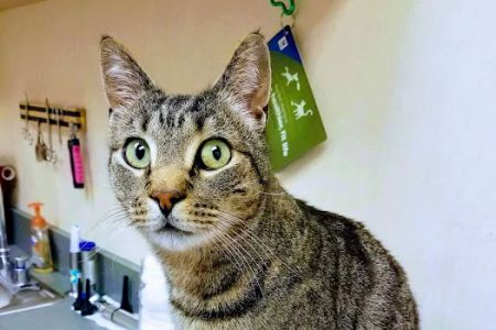 VCA Orange County Veterinary Hospital