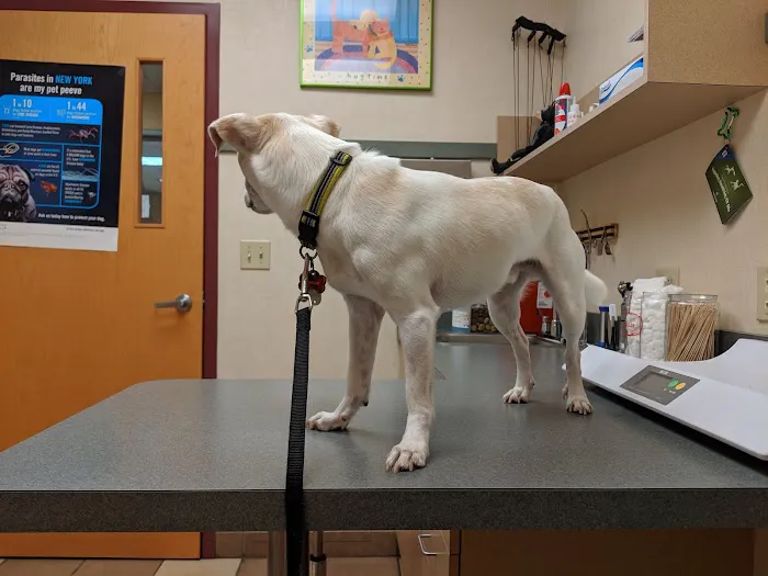 VCA Orange County Veterinary Hospital 3