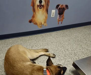 Wantage Veterinary Hospital