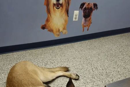 Wantage Veterinary Hospital